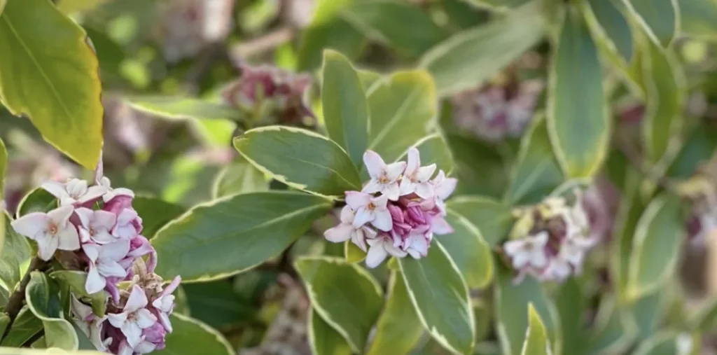 Daphne Dora fragrant plant 